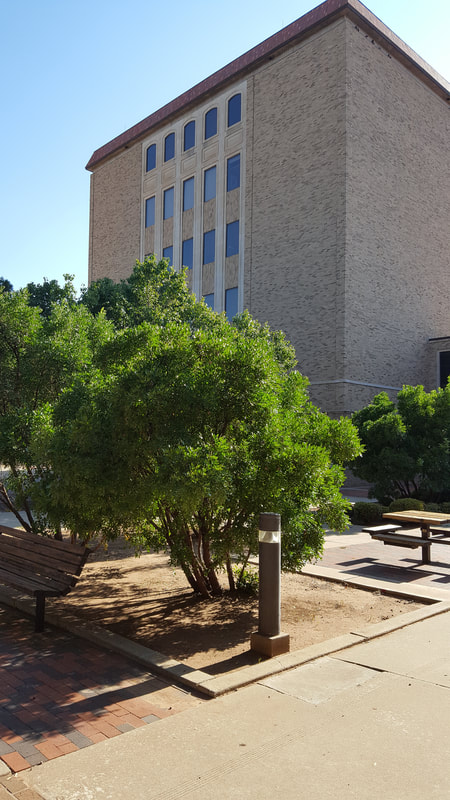 Texas Tech University, Texas Tech, TTU, College of Human Sciences Building, Human Sciences